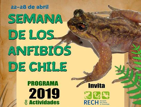 Valdivia conocerá más sobre los anfibios en semana dedicada difundir su rol y la importancia de su conservación