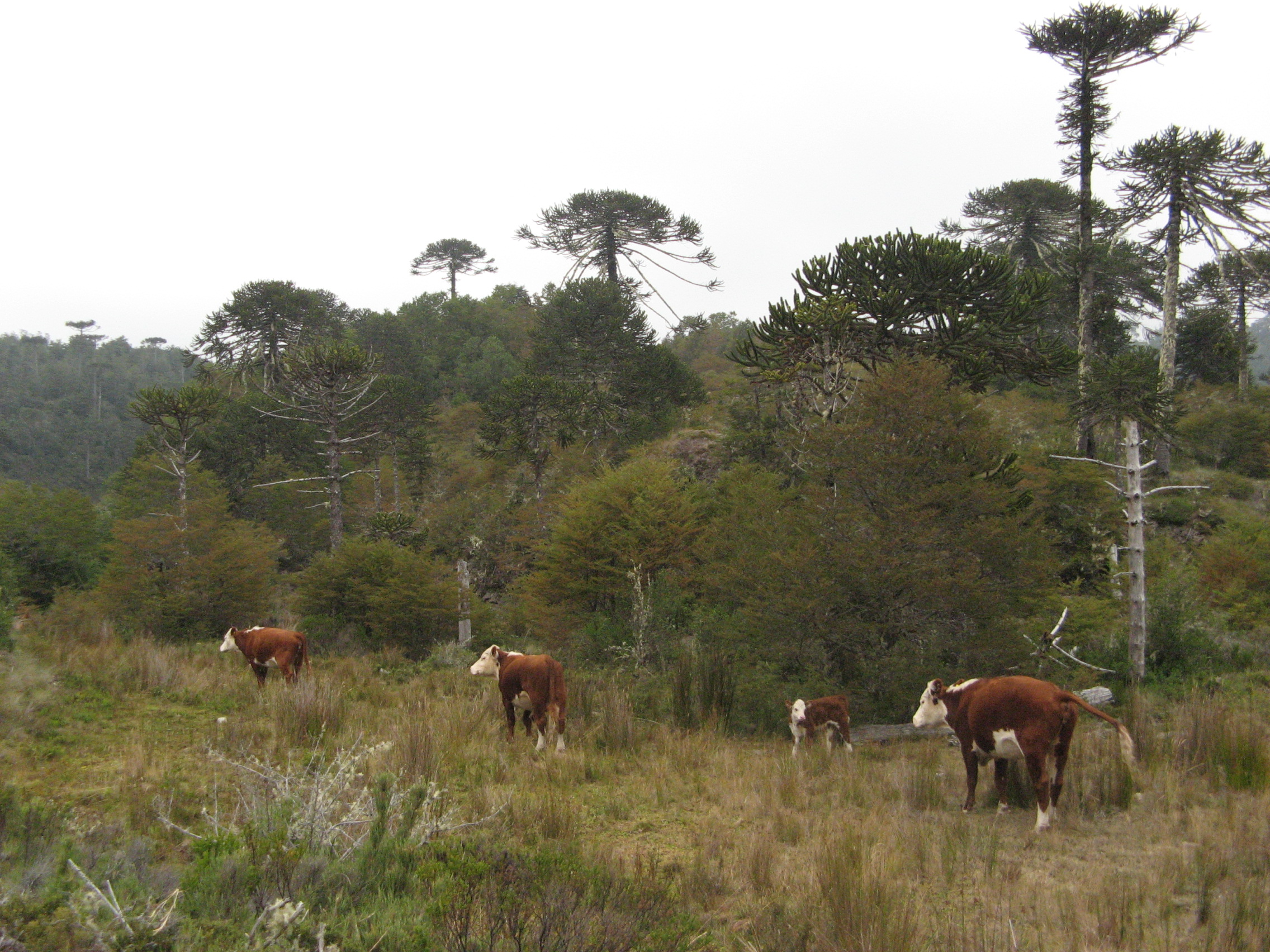 El futuro de los bosques de araucaria es amenazado por el ganado