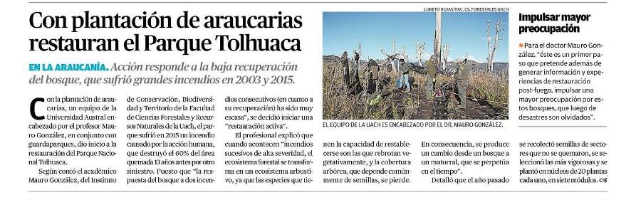 Con plantación de araucarias restauran el Parque Tolhuaca