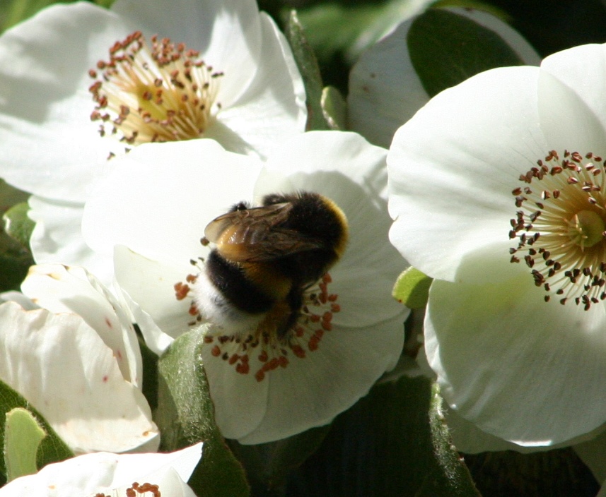 Advierten sobre la amenaza de abejorros exóticos para la biodiversidad