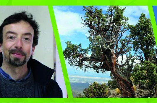 El lenguaje de los árboles: Enciclopedias milenarias de cambios ambientales