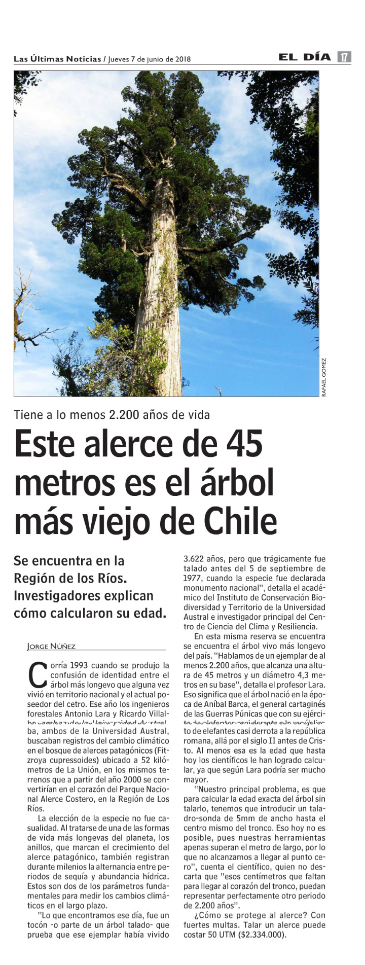 Este alerce de 45 metros es el árbol más viejo de Chile