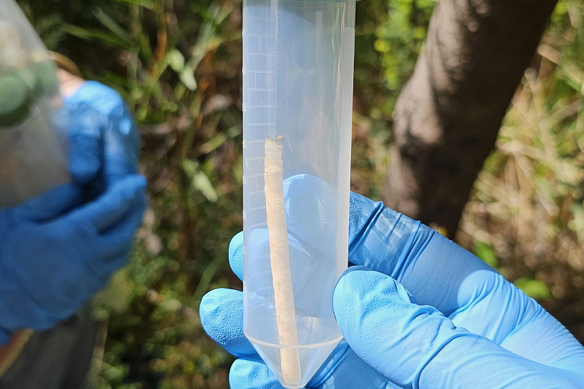 Con hongos endófitos buscan controlar de forma sustentable patógeno que daña pino radiata