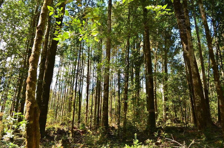 Sobre Manejo y restauración de bosque nativo tratará charla IBOS