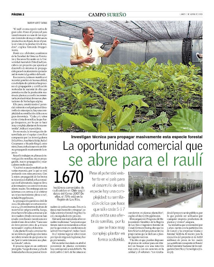 La oportunidad comercial que se abre para el raulí