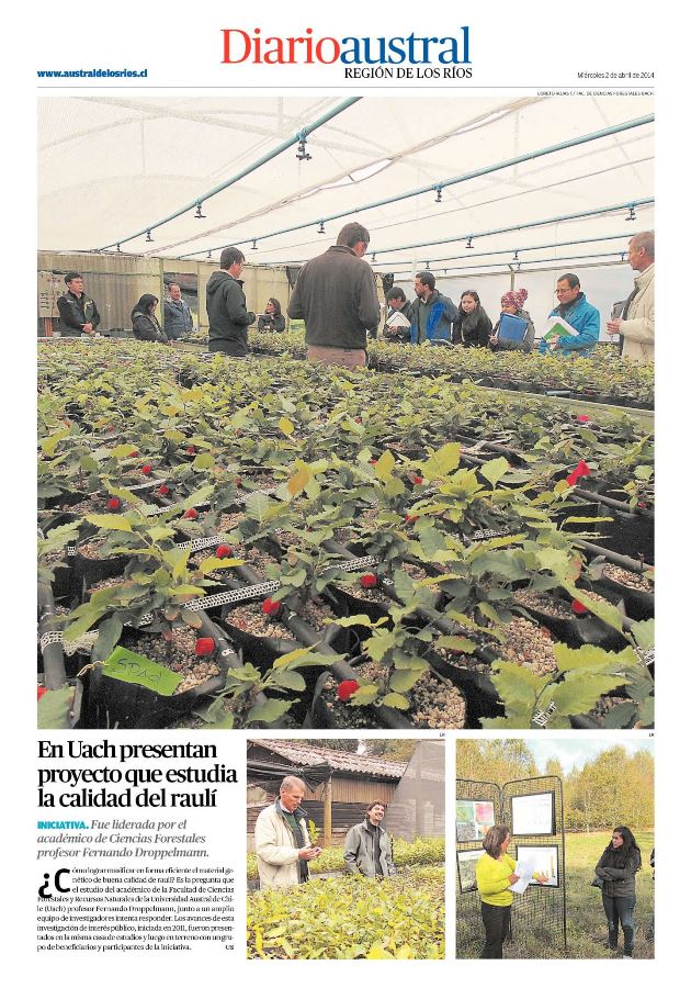 En UACh presentan proyecto que estudia la calidad del raulí