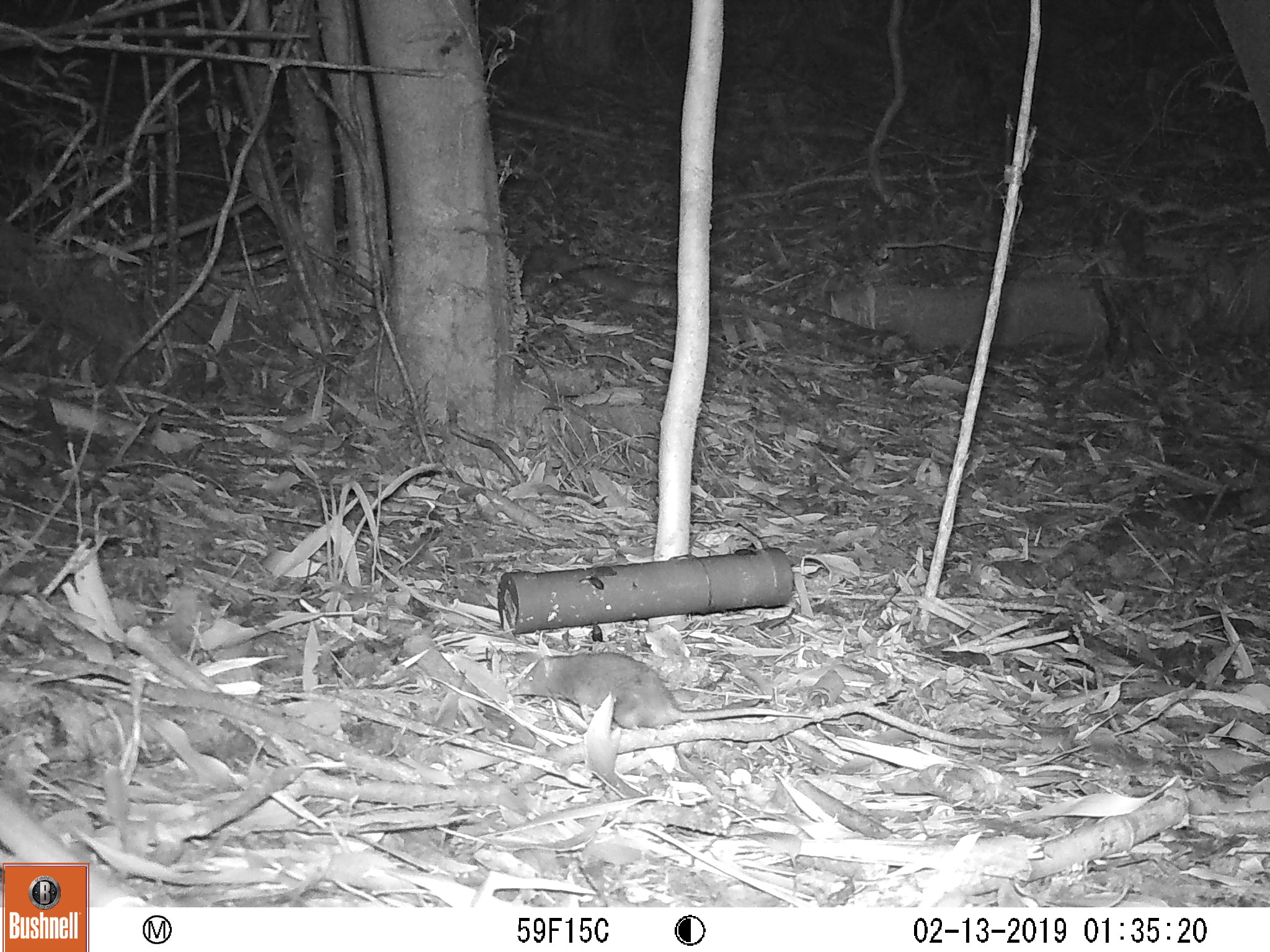 Uno de los animales menos conocidos de Chile: Nuevos registros de comadrejita trompuda alegran a científicos en la Cordillera de la Costa Valdiviana