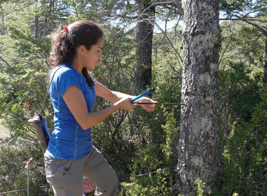 Estudian el crecimiento de araucarias luego de megasequía