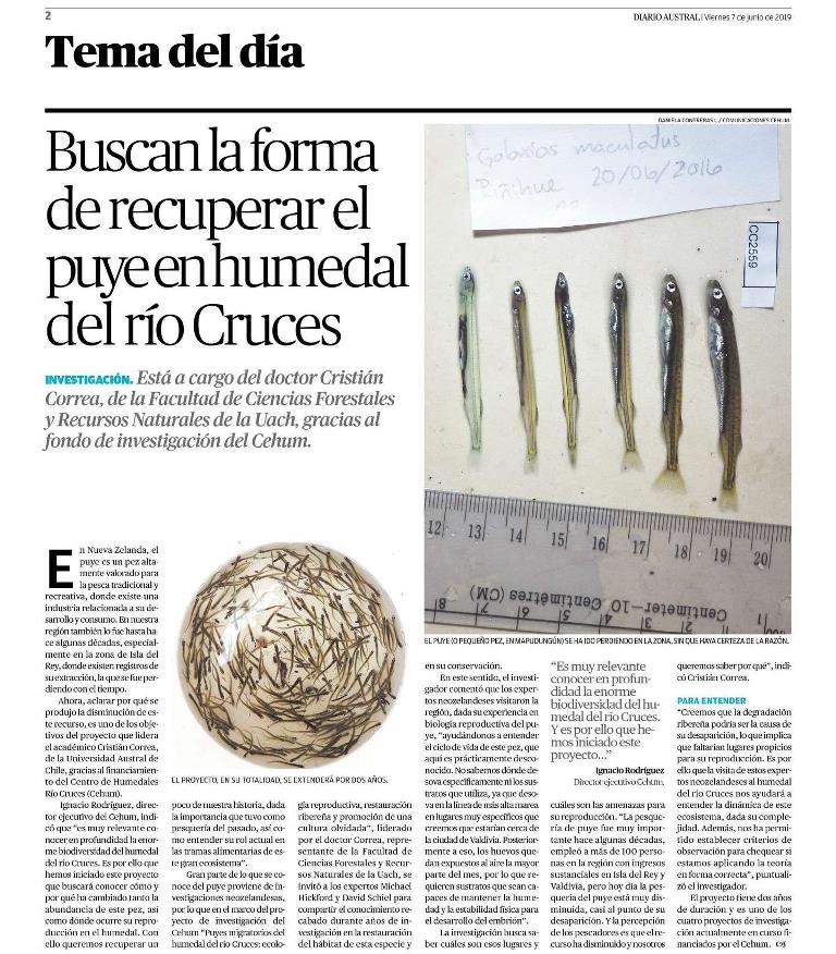 Buscan la forma de recuperar el puye en humedal en humedal del río Cruces