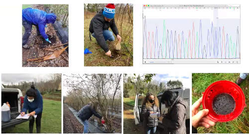 Exponen estrategias de manejo de mosca de alas manchadas con microorganismos nativos