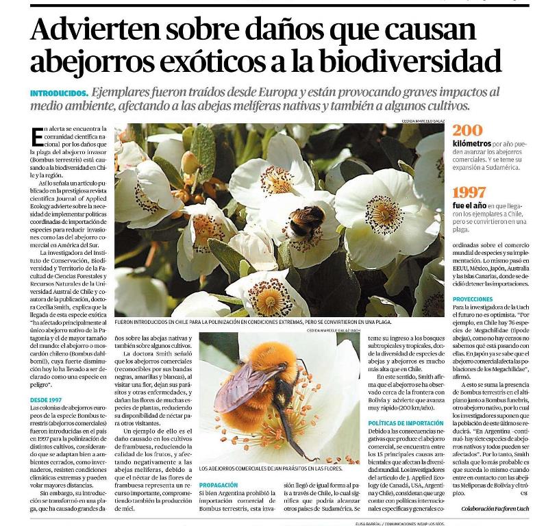 Advierten sobre daños que causan abejorros exóticos a la biodiversidad