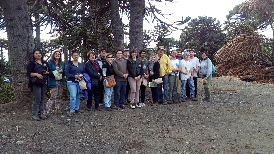 Estudiantes de Ingeniería Forestal conocen y evalúan daños en araucarias