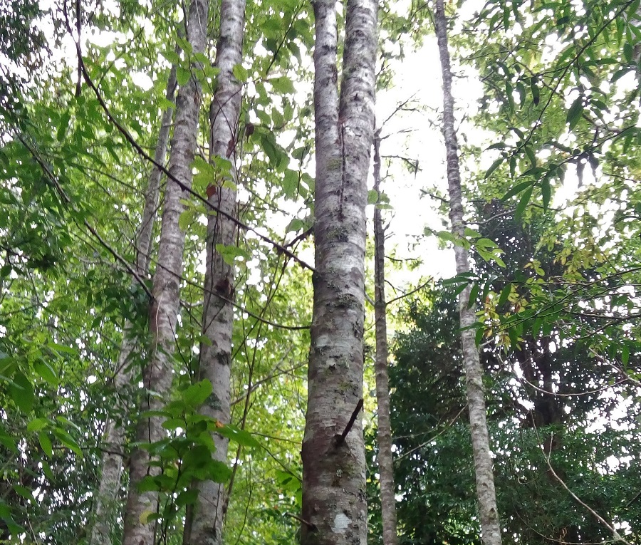 Pasión por el raulí: plantación realizada por guardaparques es evaluada en trabajo de titulación