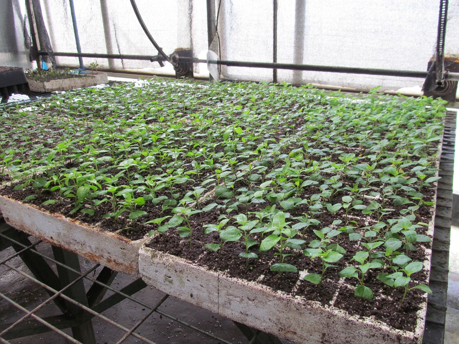 Proyecto FIA impulsará cultivo, manejo y producción de palo negro