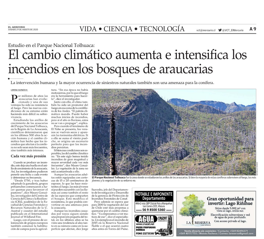 El cambio climático aumenta e intensifica incendios en los bosques de araucarias