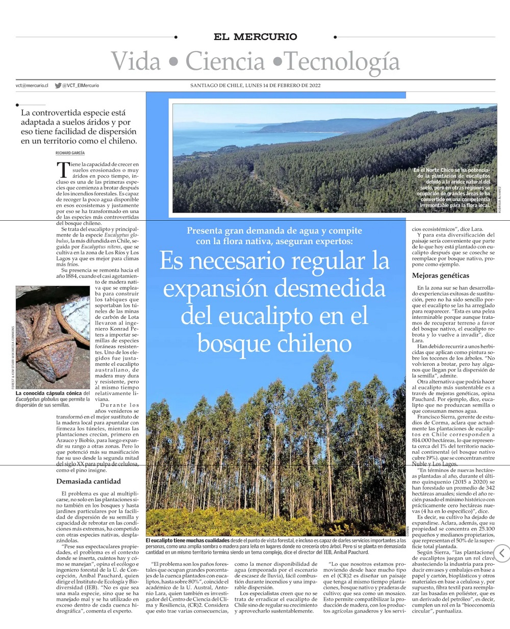 Es necesario regular la expansión desmedida del eucalipto en el bosque chileno