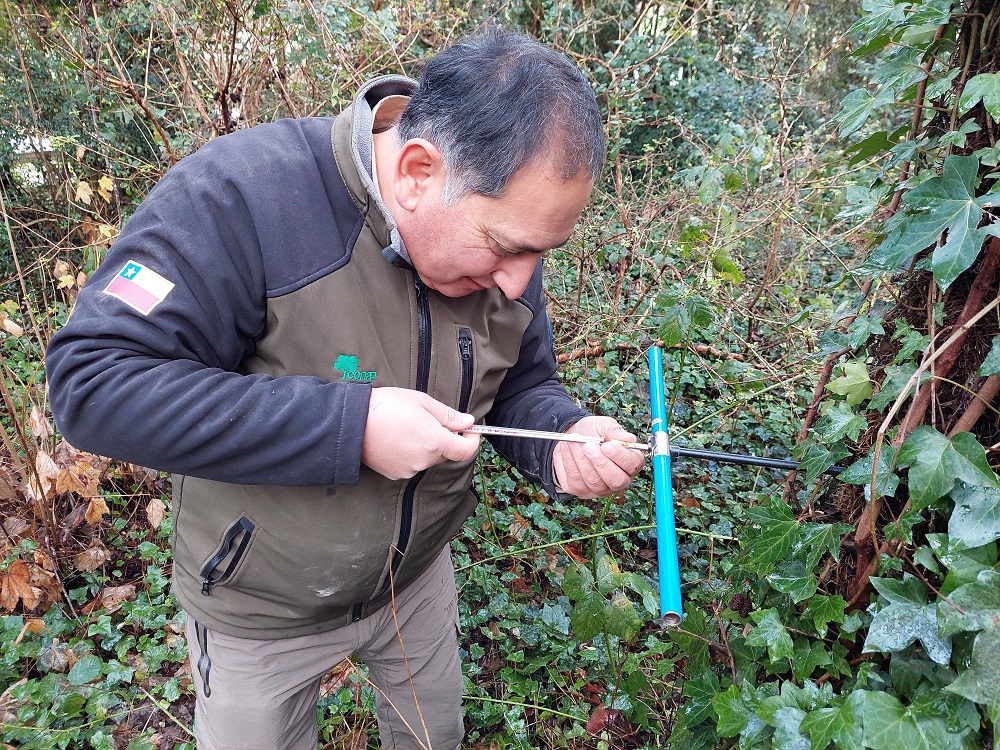Guardaparques de CONAF buscan comprender cambios en el bosque a través de la dendrocronología
