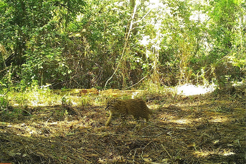 Estudio global muestra el comportamiento de los animales silvestre durante pandemia