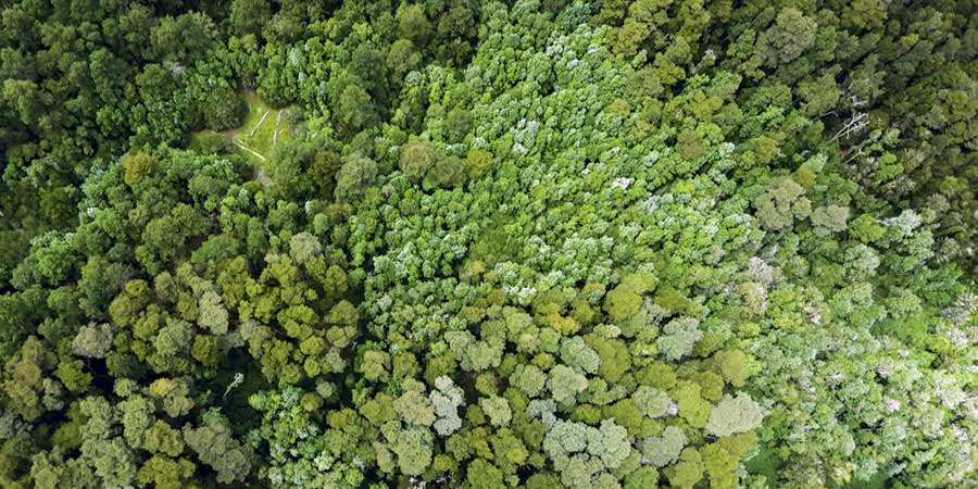 Un 19% del bosque nativo más diverso del país se ha perdido en los últimos 40 años