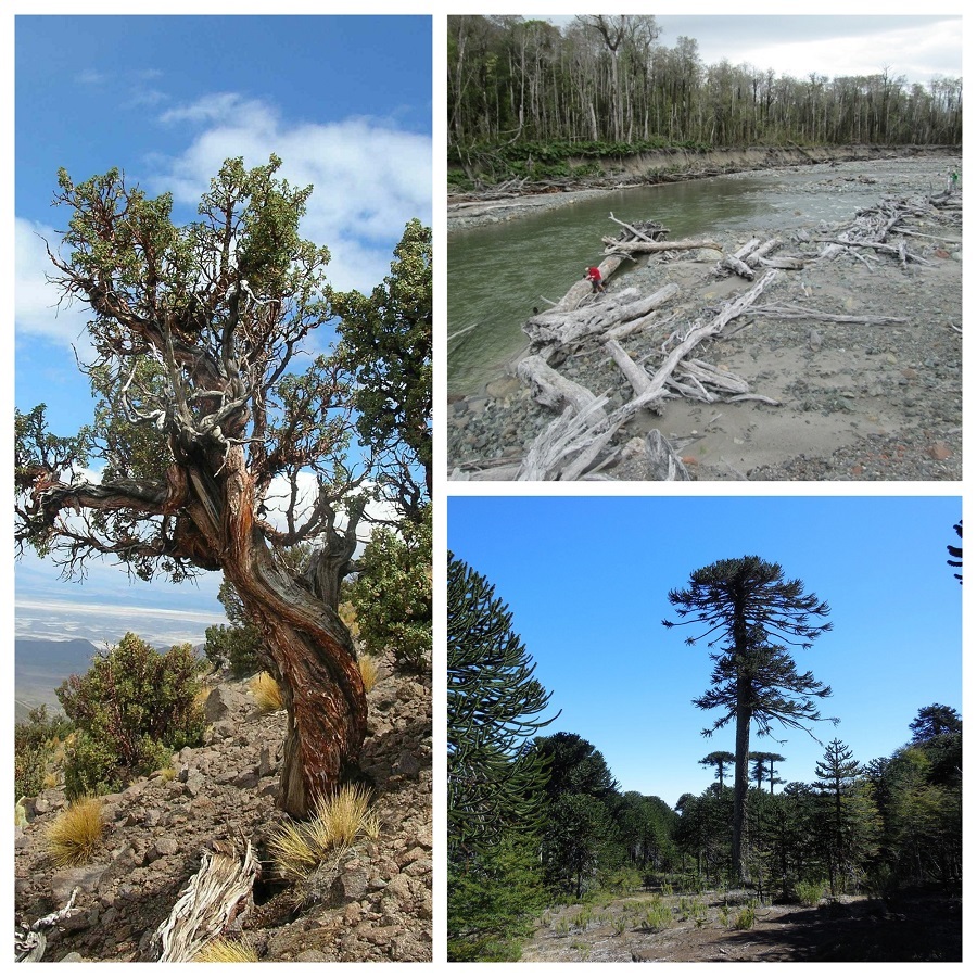 Instituto de Conservación, Biodiversidad y Territorio se adjudica proyectos del Programa Fondecyt Regular