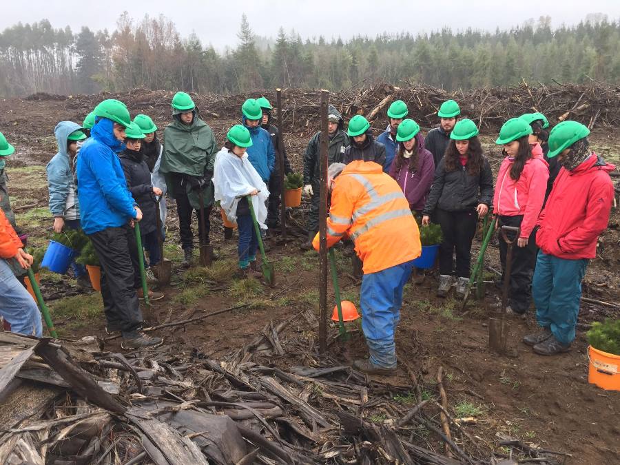 Estudiantes de la UACh plantaron más de dos mil árboles