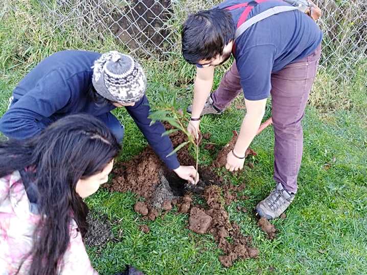 Estudiantes de la UACh plantan árboles nativos en jardín del Museo de Sitio Castillo de Niebla