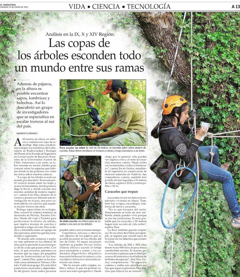 Las copas de los árboles esconden todo un mundo entre sus ramas