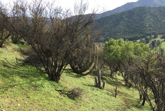 Dra. Milen Duarte: “La interacción positiva entre plantas es muy frecuente, en especial en zonas áridas”