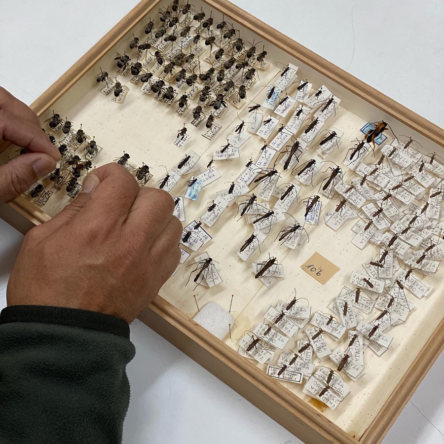 Expertos en abejas  visitan Colección de Insectos Krahmer
