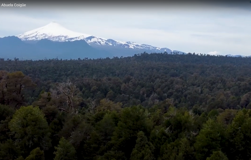 Abuela coigüe, canelos y abuelo alerce relatan la importancia del bosque y el agua