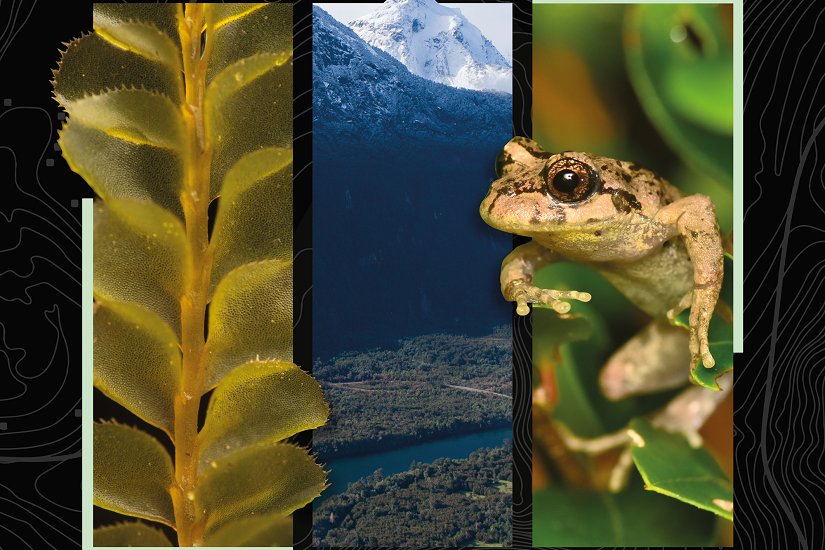 Seminario en Valdivia reunirá a investigadores para conectar ciencia y conservación