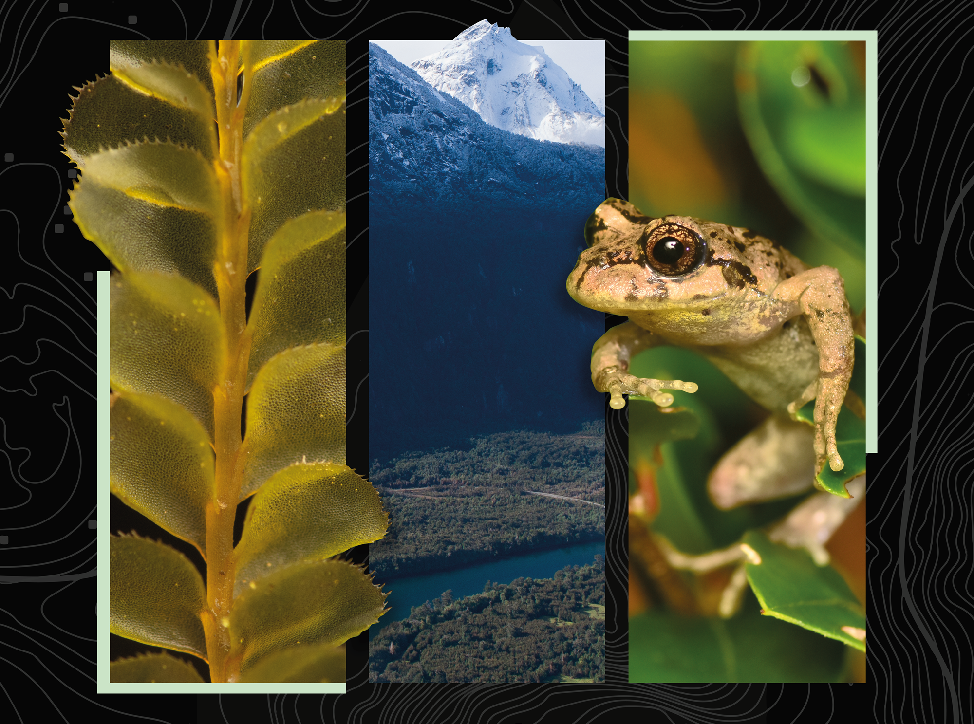 Seminario en Valdivia reunirá a investigadores para conectar ciencia y conservación