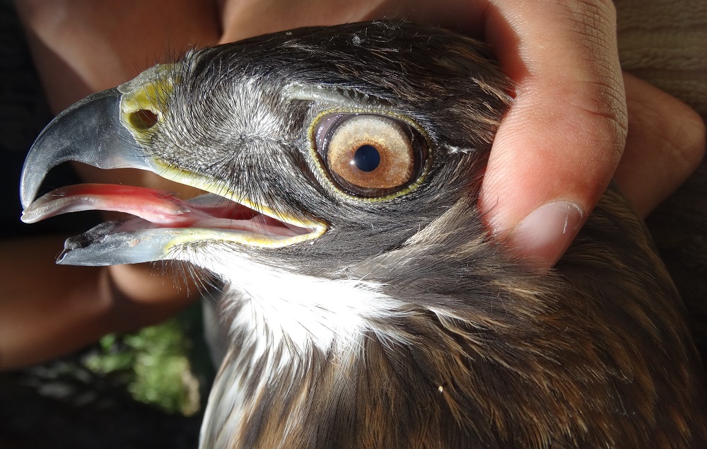 Ni carismáticas ni conocidas: aves rapaces carroñeras y forestales, los esfuerzos por su conservación