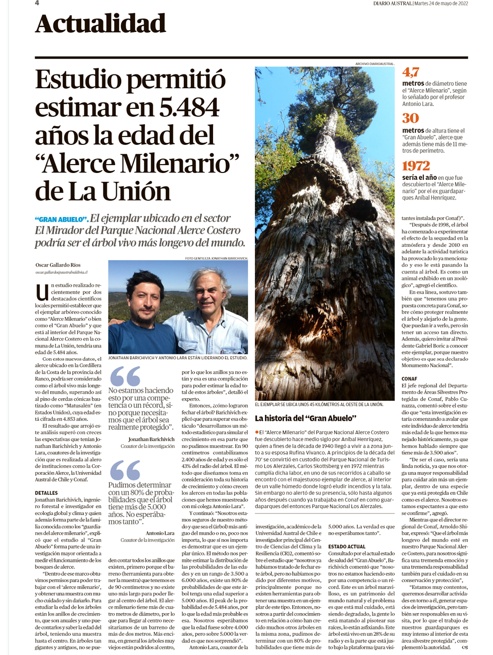 Estudio permitió estimar en 5.484 la edad del alerce milenario