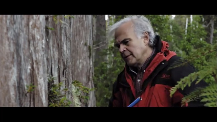 Investigadores UACh destacan la importancia del alerce en documental “Tráfico ilícito”