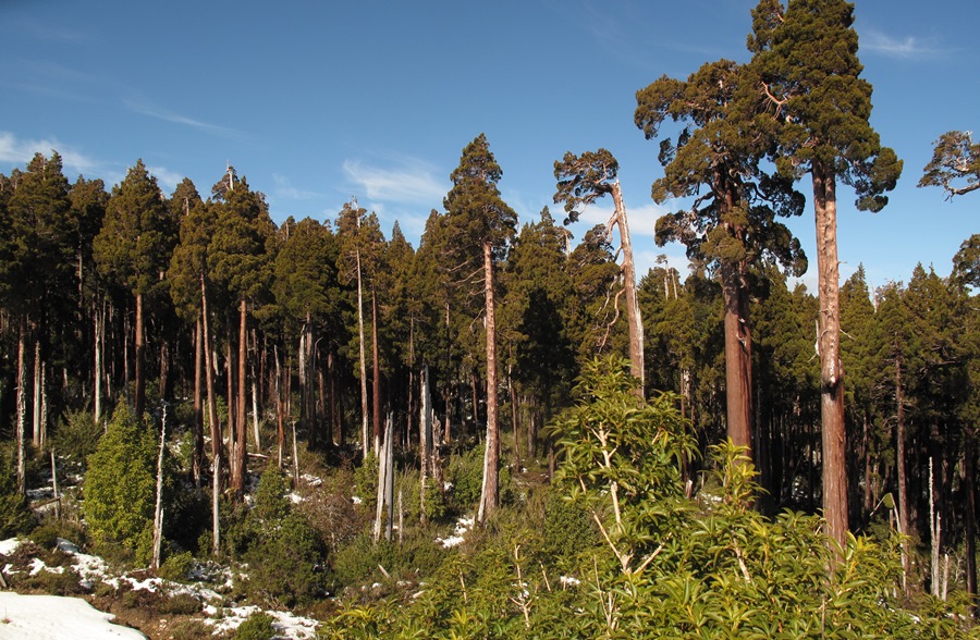A través de un convenio UACh y Universidad de California compartirán experiencias para la recuperación de bosques secundarios