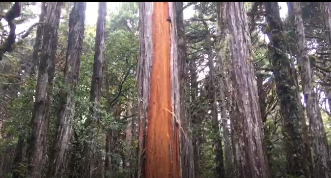 Investigadores rechazan vandalismo en Parque Nacional Alerce Costero