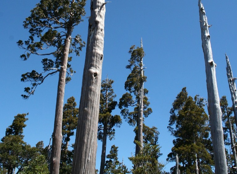 Consejo Consultivo para la Conservación y Uso Sustentable del Alerce cumple 10 años de labor