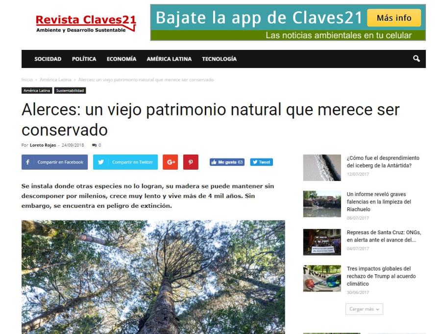 Alerces: un viejo patrimonio natural que merece ser conservado