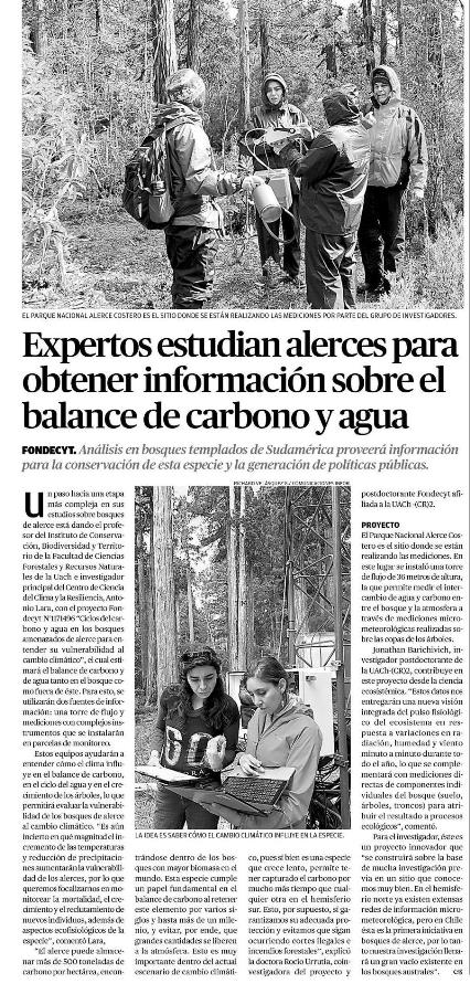 Expertos estudian alerces para obtener información sobre el balance de carbono y agua