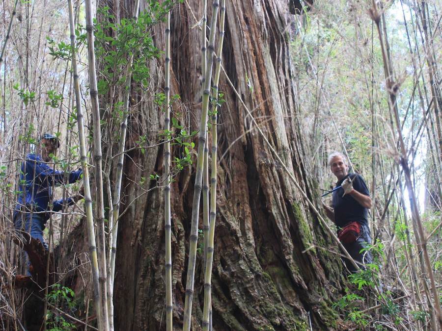 Alerces: Los viejos lentos del bosque