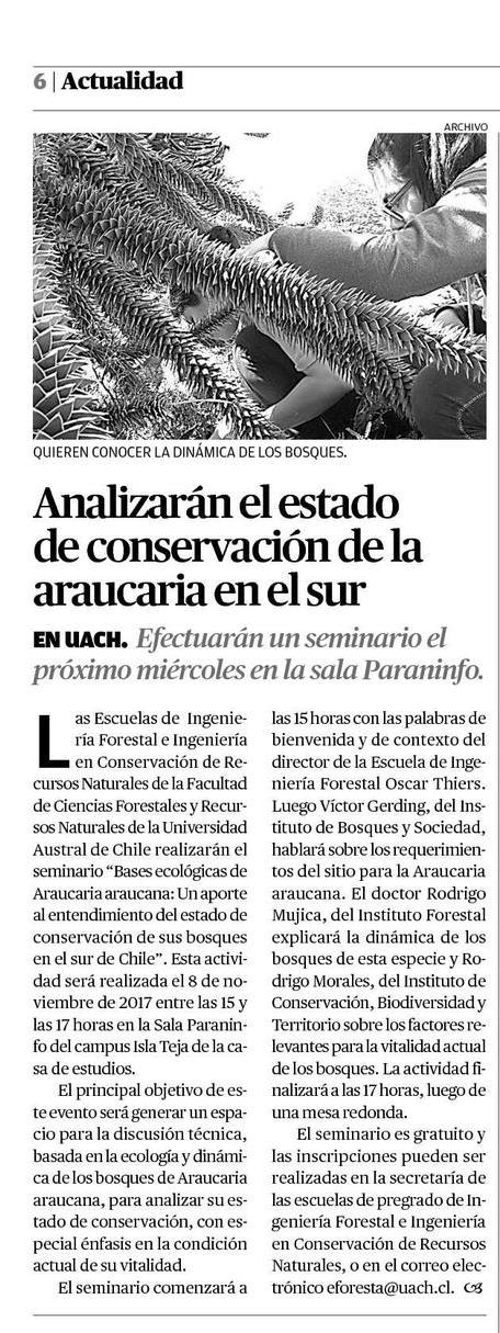Analizarán estado de conservación de la araucaria en el sur