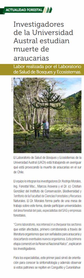 Investigadores de la Universidad Austral de Chile estudian muerte de araucarias