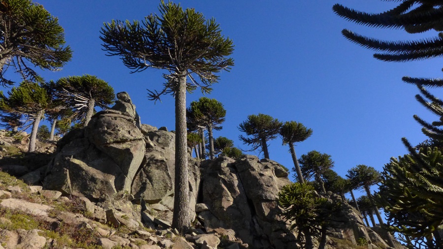 Especies nativas colaborarán en la generación de un Atlas de sequía para Chile