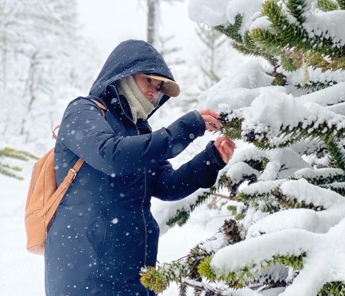 Investigación busca generar una propuesta de manejo sustentable que permita mejorar la salud de los bosques de araucaria