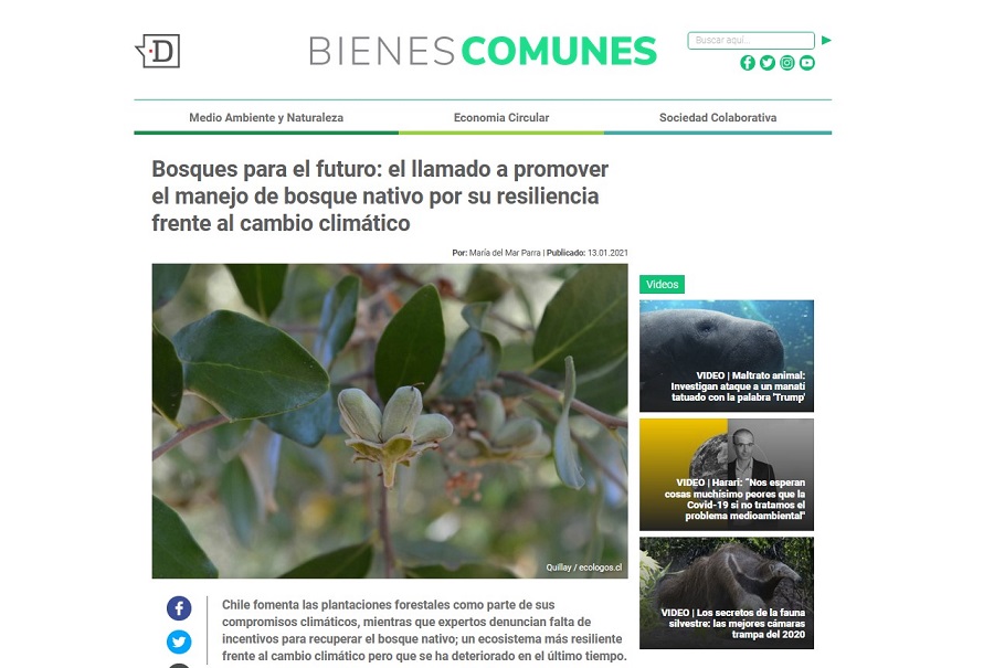 Bosques para el futuro: el llamado a promover el manejo de bosque nativo por su resiliencia frente al cambio climático