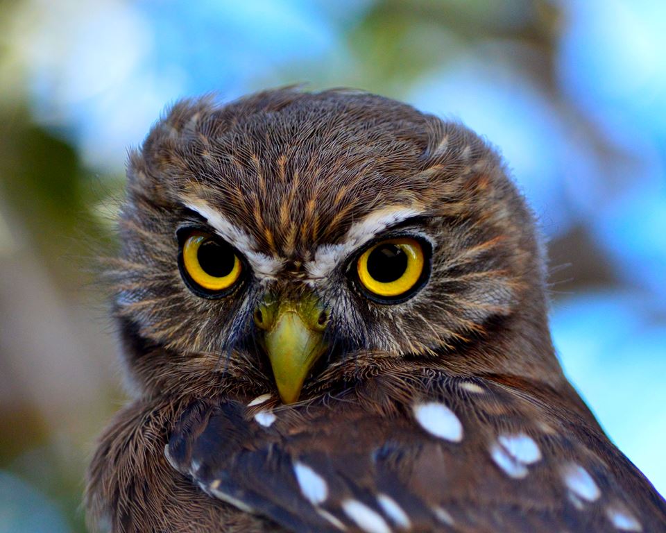 Fotografías mostrarán variedad de especies de aves existentes en Puerto Ibáñez