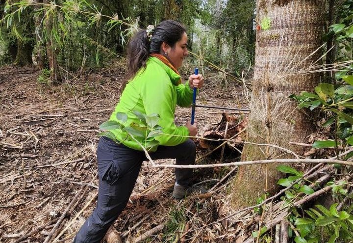 Tesis de Magíster analizó la regeneración natural de especies nativas