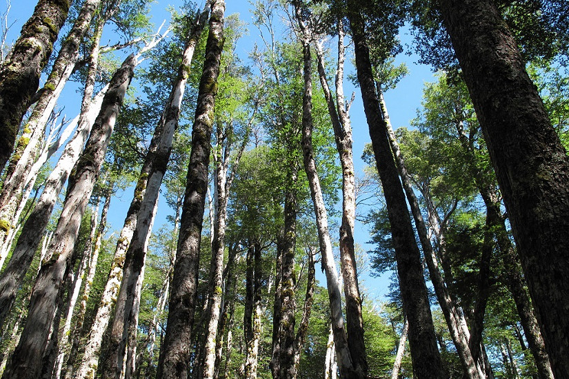 Se encuentra disponible un nuevo volumen de Revista Bosque