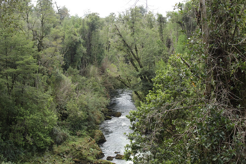 Tercer llamado a Envío de Resúmenes para el IX Congreso Chileno de Ciencias Forestales
